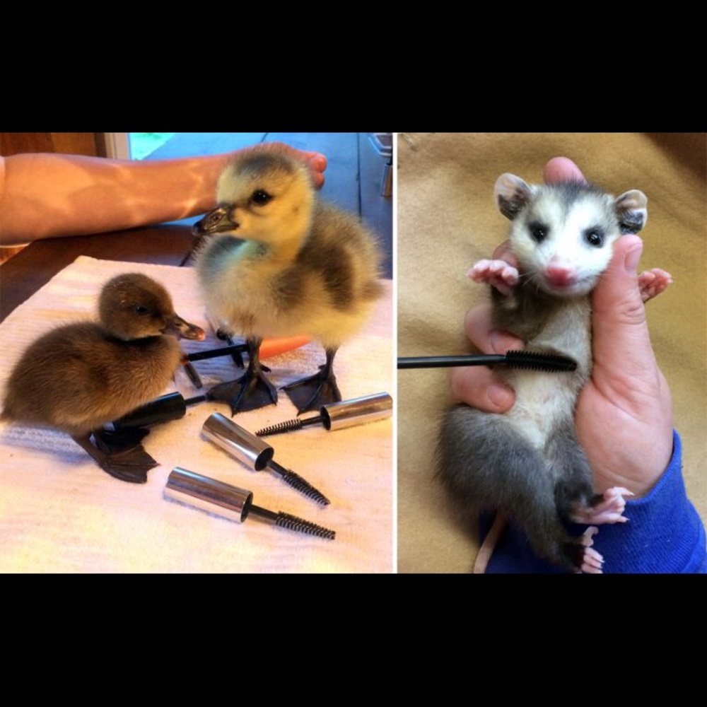 🐾Recycling Fur Pets ‼️Host Pick!